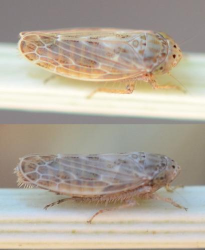 Réf. 307 214 : Conosanus obsoletus